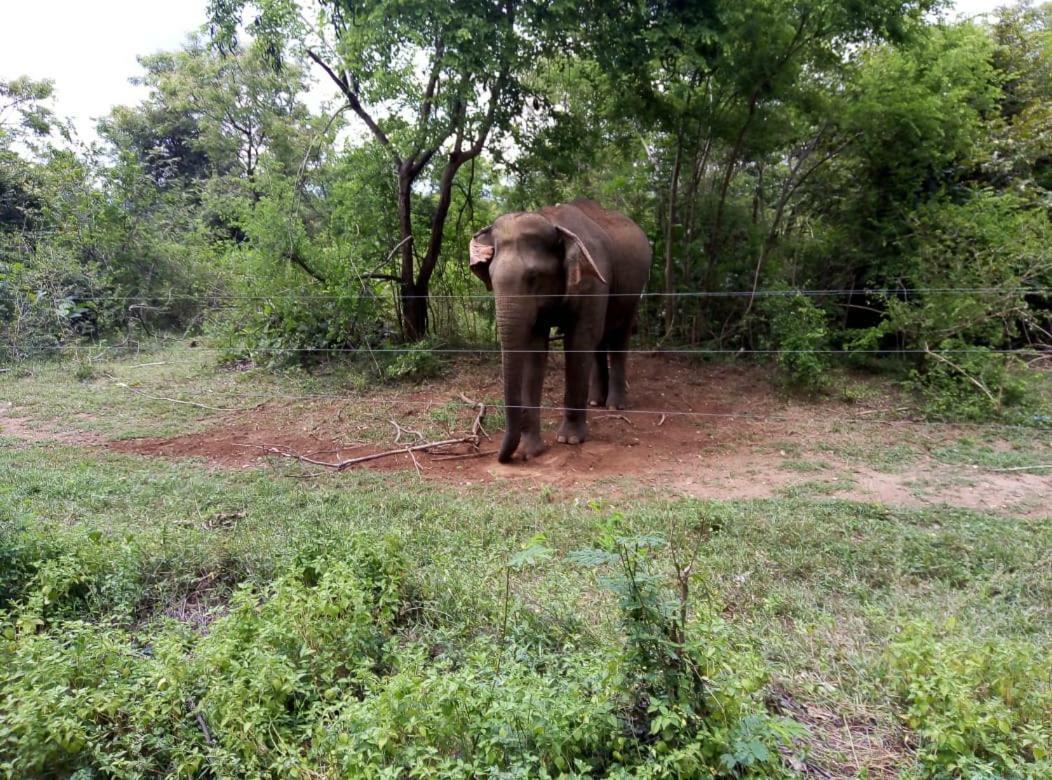 Udawalawe Wildlife & Nature Protection Bungalow المظهر الخارجي الصورة